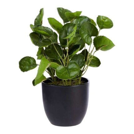 productHero-SPOTWF-BP80504459-green