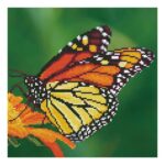 productHero-SPOTWF-BP80506508-monarch