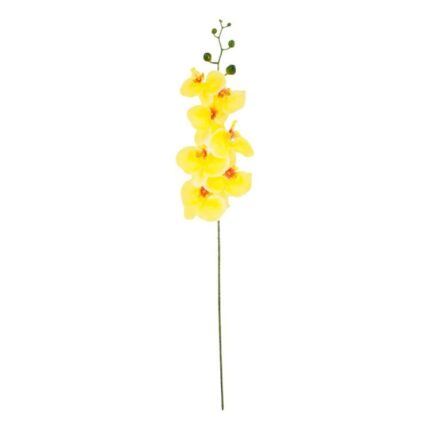 productHero-SPOTWF-BP80613487-lemon