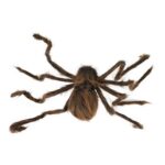 productHero-SPOTWF-BP80656261-brown-3