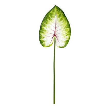 productHero-SPOTWF-BP80656846-green