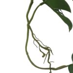 productHero-SPOTWF-BP80664552-green-6