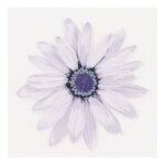 productHero-SPOTWF-BP80681006-purple-3