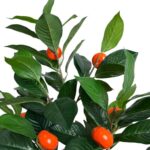 productHero-SPOTWF-BP80682110-green-3