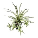 productHero-SPOTWF-BP80682112-green