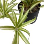 productHero-SPOTWF-BP80682112-green-3