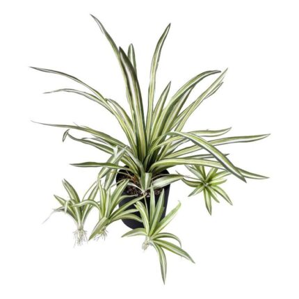 productHero-SPOTWF-BP80682112-green