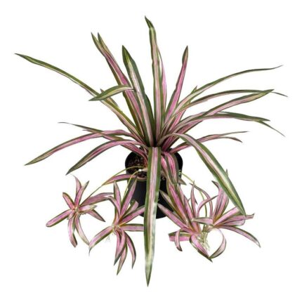 productHero-SPOTWF-BP80682112-pink