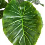 productHero-SPOTWF-BP80682114-green-2