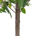 productHero-SPOTWF-BP80682121-green-4