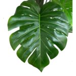 productHero-SPOTWF-BP80682123-green-3