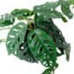 productHero-SPOTWF-BP80682758-green-4