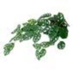 productHero-SPOTWF-BP80682758-green-8