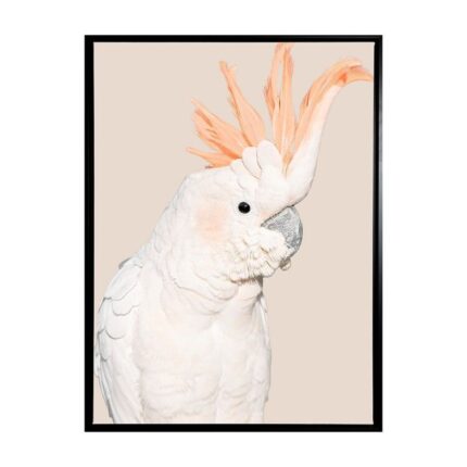 productHero-SPOTWF-BP80684440-black-frame
