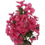 productHero-SPOTWF-BP80687542-red-2