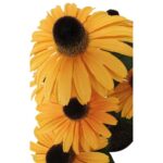productHero-SPOTWF-BP80687819-orange-6