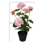 productHero-SPOTWF-BP80687822-pink-2
