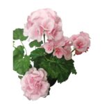 productHero-SPOTWF-BP80687822-pink-5