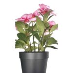 productHero-SPOTWF-BP80687826-pink-5