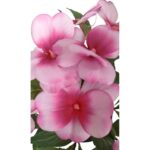 productHero-SPOTWF-BP80687826-pink-6