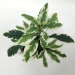 productHero-SPOTWF-BP80688740-green-3