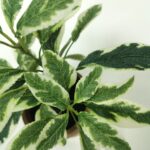 productHero-SPOTWF-BP80688740-green-4