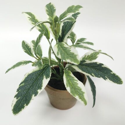 productHero-SPOTWF-BP80688740-green