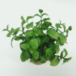 productHero-SPOTWF-BP80688741-green-3
