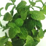 productHero-SPOTWF-BP80688741-green-4