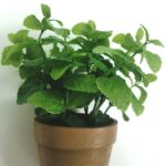 productHero-SPOTWF-BP80688741-green-5