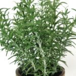 productHero-SPOTWF-BP80688742-green-3
