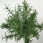 productHero-SPOTWF-BP80688742-green-5