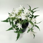 productHero-SPOTWF-BP80688743-white-3