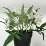 productHero-SPOTWF-BP80688743-white-4