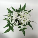 productHero-SPOTWF-BP80688743-white-5