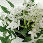 productHero-SPOTWF-BP80688743-white-6