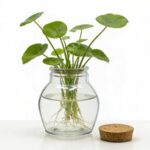 productHero-SPOTWF-BP80688790-clear-4