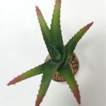productHero-SPOTWF-BP80690093-green-3