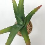 productHero-SPOTWF-BP80690093-green-6