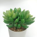 productHero-SPOTWF-BP80690101-green-5