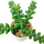 productHero-SPOTWF-BP80690106-green-2
