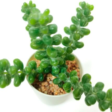 productHero-SPOTWF-BP80690106-green-2