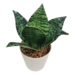 productHero-SPOTWF-BP80690122-green-5