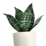 productHero-SPOTWF-BP80690122-green-6