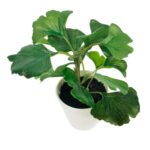 productHero-SPOTWF-BP80690126-green