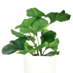 productHero-SPOTWF-BP80690126-green-2