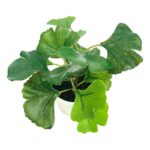 productHero-SPOTWF-BP80690126-green-3