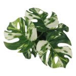productHero-SPOTWF-BP80690127-green-2