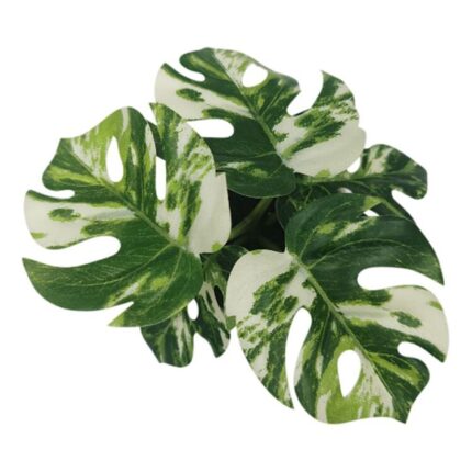 productHero-SPOTWF-BP80690127-green-2
