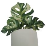 productHero-SPOTWF-BP80690127-green-4